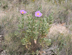 Cistus albidus