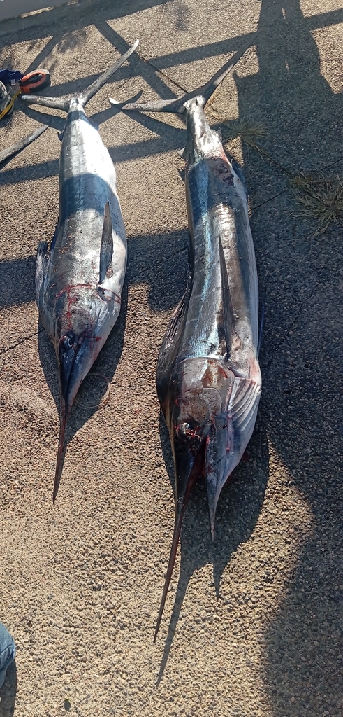 Barred marlin (Kajikia audax) — Istiophoridae