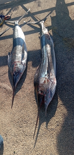 Barred marlin (Kajikia audax) — Istiophoridae