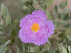 Cistus albidus