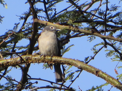 Melaenornis fischeri