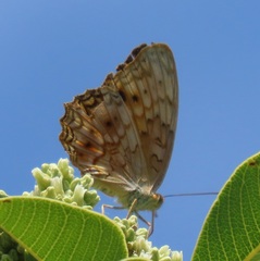 Phalanta