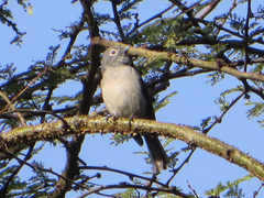 Melaenornis fischeri