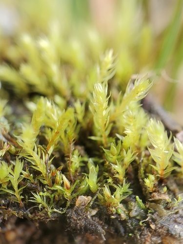 Wahlenberg's Nodding Moss (Pohlia wahlenbergii)