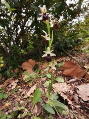 Ophrys exaltata arachnitiformis