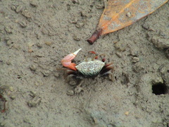 Tubuca acuta