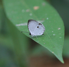 Neopithecops zalmora zalmora