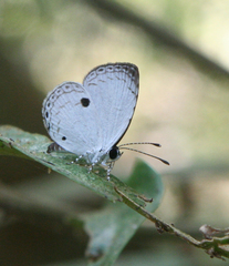 Neopithecops zalmora zalmora