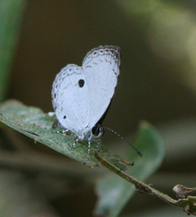 Neopithecops zalmora zalmora