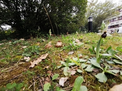 Ophrys exaltata arachnitiformis