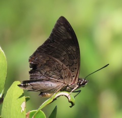 Charaxes