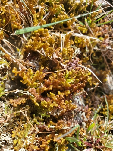 Northern Naugehyde Liverwort (Ptilidium ciliare)