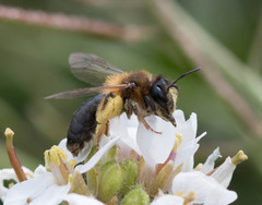 Andrena