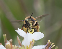 Andrena