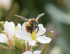 Andrena