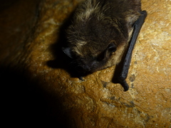 Eptesicus nilssonii