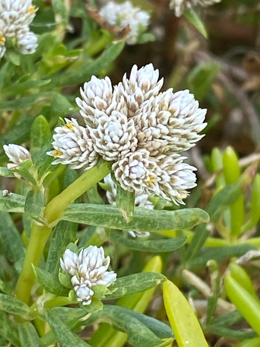 Silverhead (Blutaparon vermiculare)