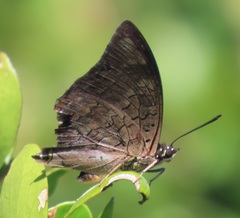 Charaxes