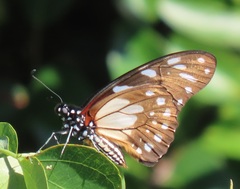 Graphium leonidas leonidas