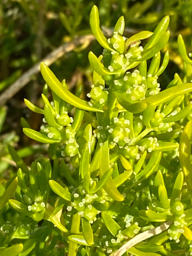 Saltwort (Batis maritima)