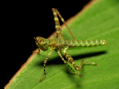 Eumastacidae