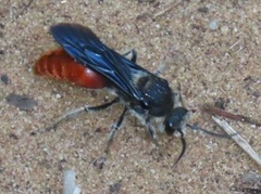Trogaspidia major