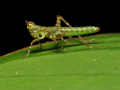 Eumastacidae