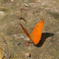 Cirrochroa tyche mithila