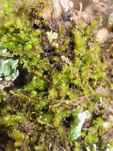 Lesser Notchwort (Isopaches bicrenatus)