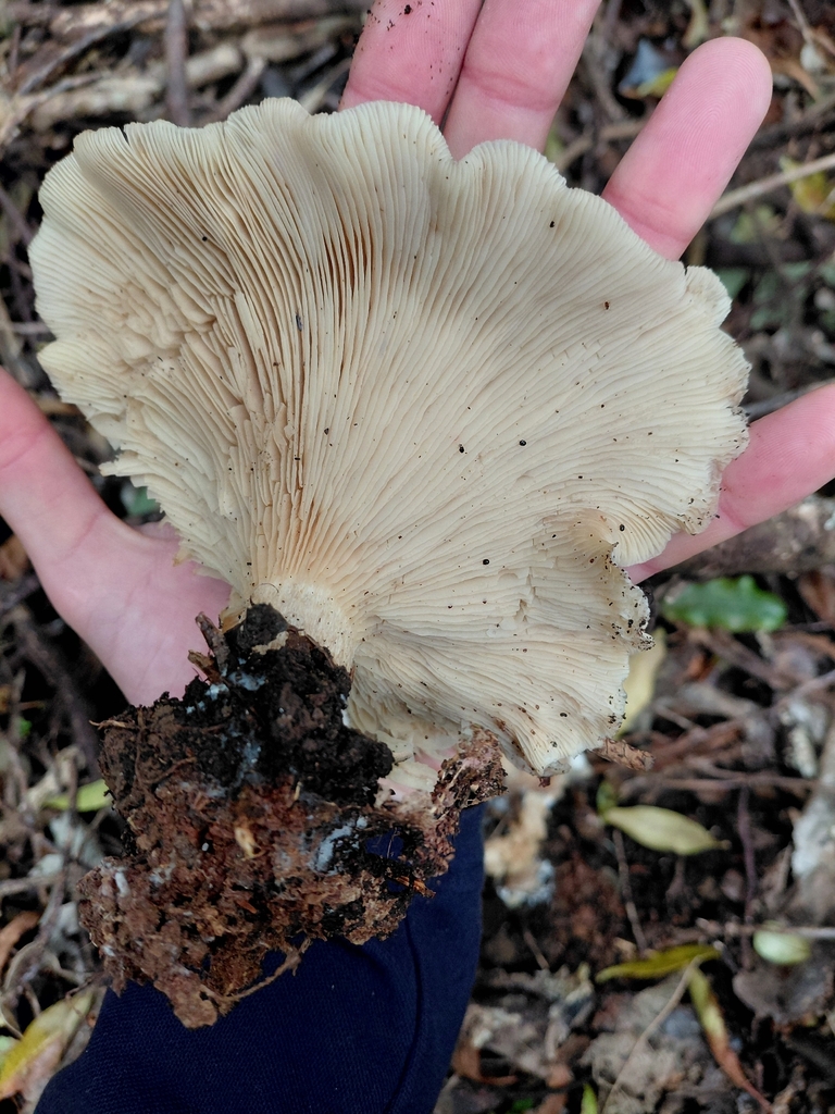 Clitocybe nebularis · March 2026 · photo: © esthercocker_ (iNaturalist, cc0)