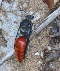 Trogaspidia major