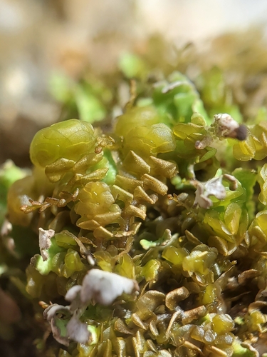 Thick-set Earwort (Scapania compacta)