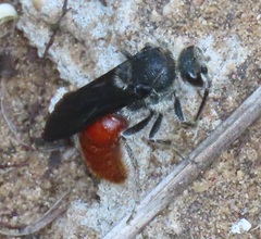Trogaspidia major