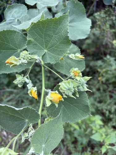 Hairy Indian Mallow (Abutilon grandifolium)