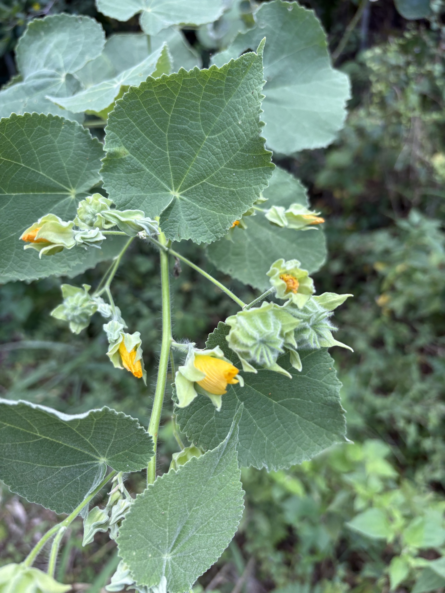 Hairy Indian Mallow (Abutilon grandifolium)
