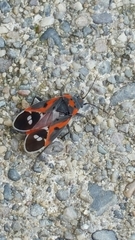 Lygaeus kalmii kalmii