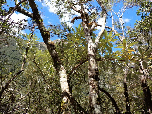 mangrove-leaved daisy-bush (Olearia avicenniifolia)