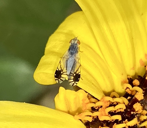 iNaturalist observation photo of Trupanea