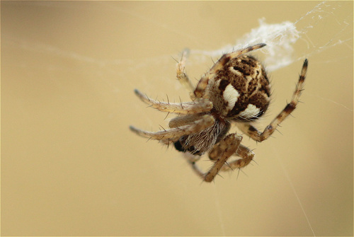 Gorse Orbweaver