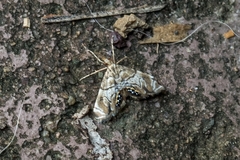 Hylebatis scintillifera