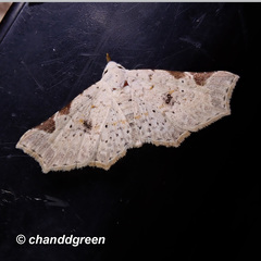 Prolophota trigonifera