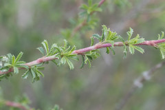 Ononis fruticosa