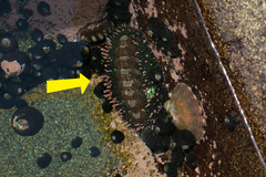 Acanthopleura echinata