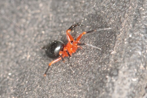 Peatland Sheetweb Weaver