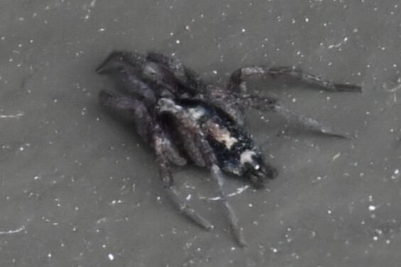Western Parson Spider