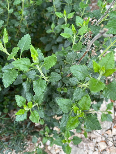 Yellow Germander (Teucrium flavum)