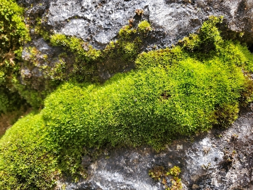 Verdigris Tufa-moss (Gymnostomum aeruginosum)