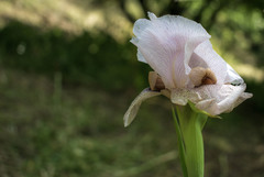 Iris lortetii