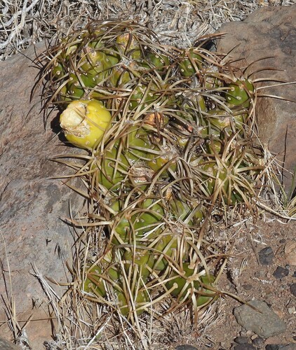 Maihueniopsis platyacantha