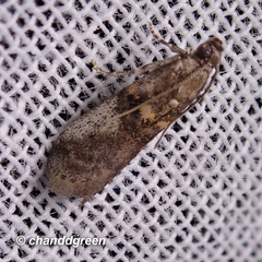 Acrobasis encaustella